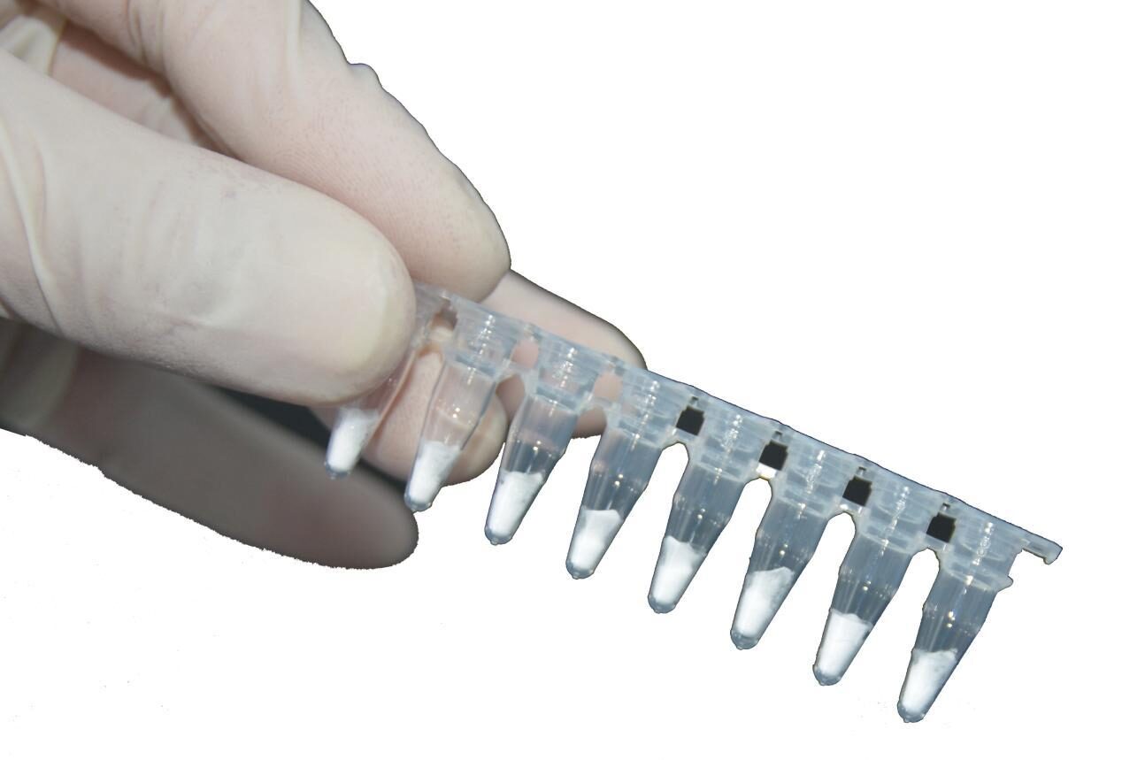 Gloved hand holding an 8-strip tube of reagent